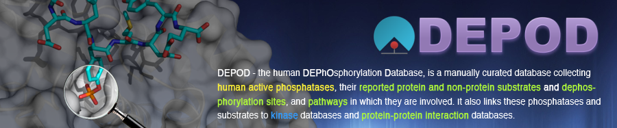 DEPOD - the human DEPhOsphorylation Database, is a manually curated database collecting human phosphatases, their experimentally verified substrates and dephosphorylation site information, and pathways in which they are involved. It also provides links to popular kinase databases and protein-protein interaction databases for these phosphatases and substrates.
