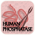 Browse human phosphatases