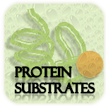 Browse experimentally verified protein substrates of human phosphatases